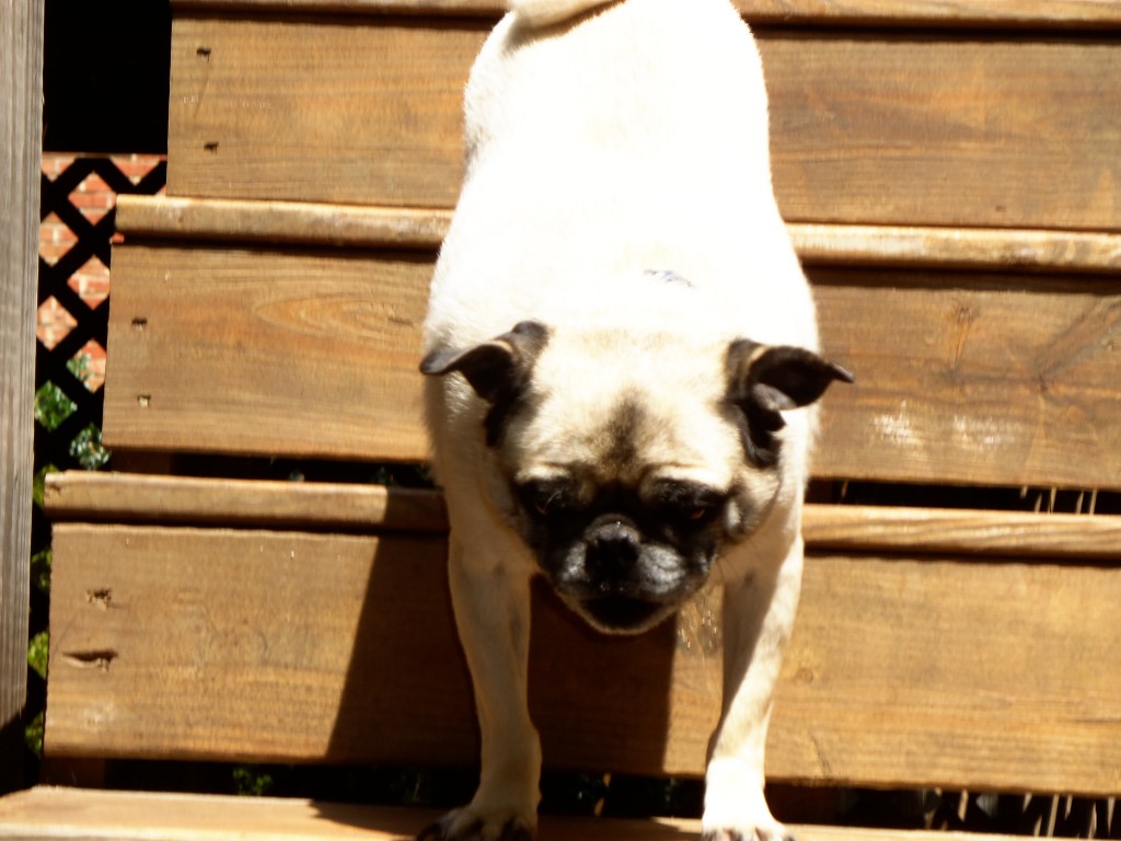 Pugsy Down the Steps