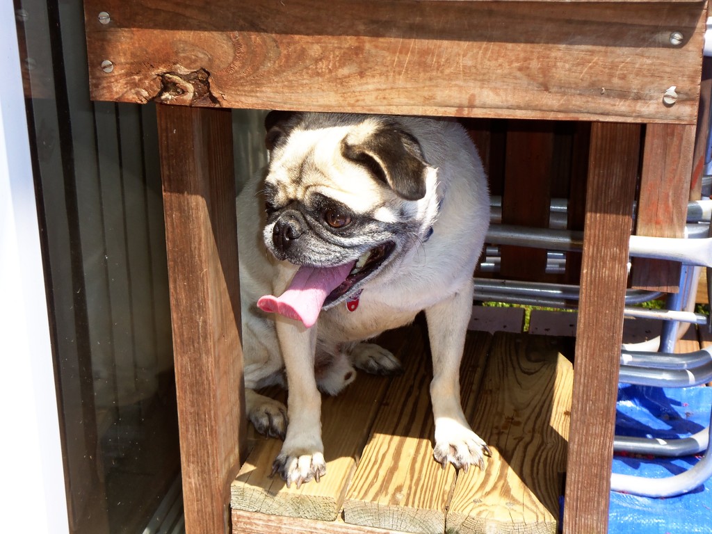 Pugsy Under the Table