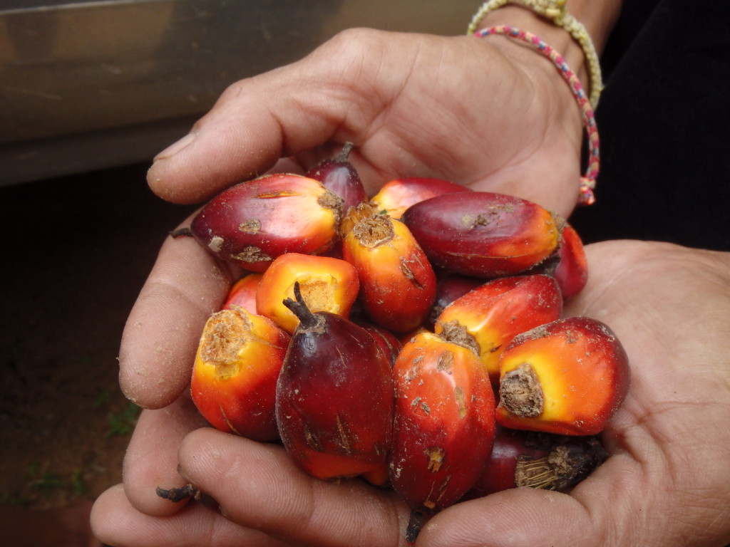 The olives of Thailand