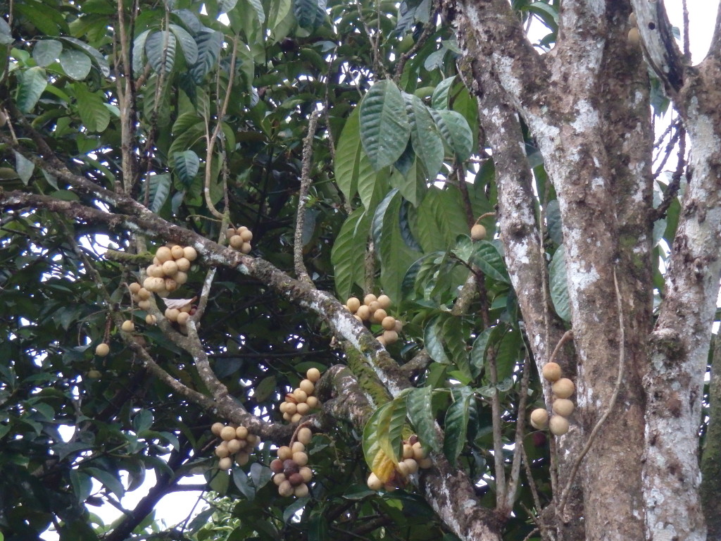 The lanzones tree.