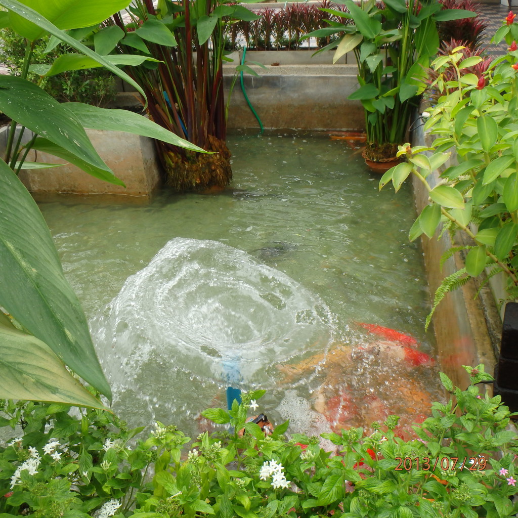 A fish pond in Thailand 