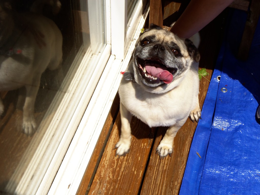 Exercising with Pugsy or just being silly.